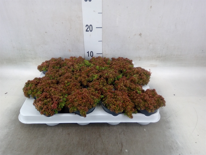 <h4>Sedum album 'Murale'</h4>