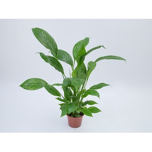SPATHIPHYLLUM SEM FLOR P15 SEM FLOR