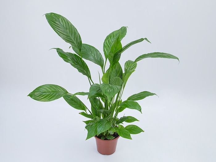 <h4>SPATHIPHYLLUM SEM FLOR P15 SEM FLOR</h4>