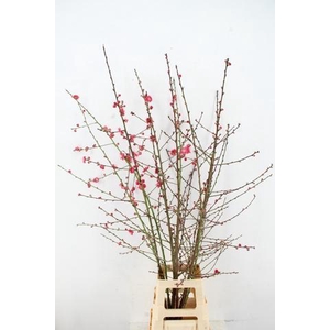 PRUNUS MELRED VERTAKT 140CM