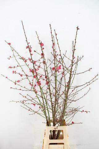 <h4>PRUNUS MELRED VERTAKT 140CM</h4>