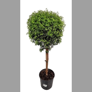 MYRTUS COM