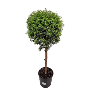 MYRTUS COM