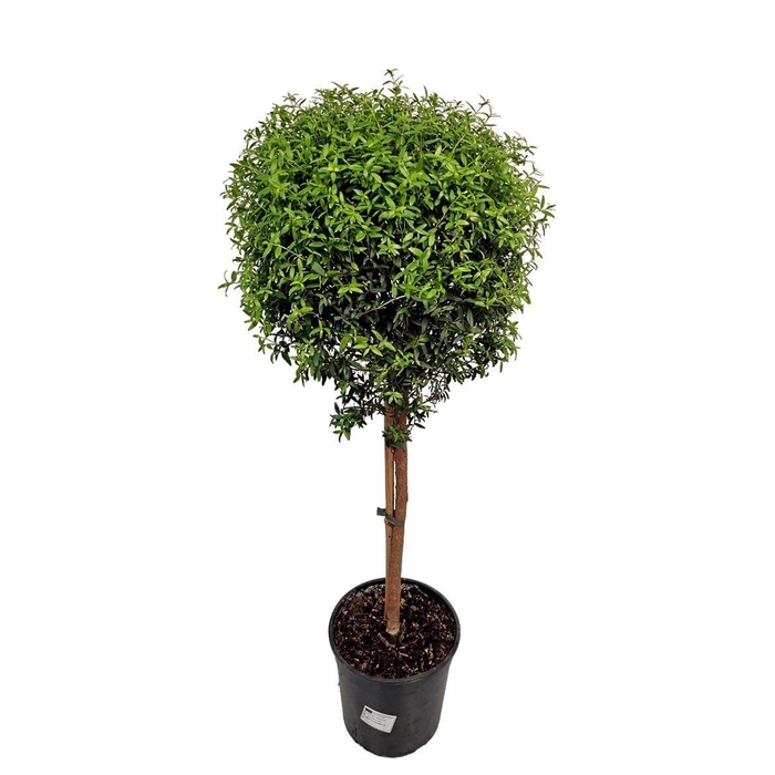 <h4>MYRTUS COM</h4>