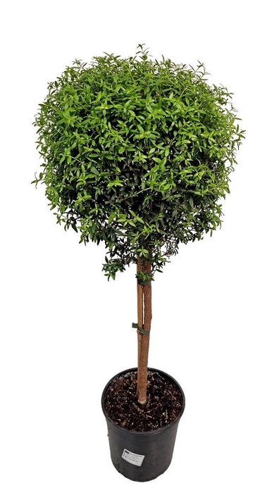 MYRTUS COM