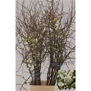 Chaenomeles Japonica White Ex