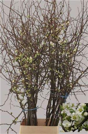 <h4>Chaenomeles Japonica White Ex</h4>