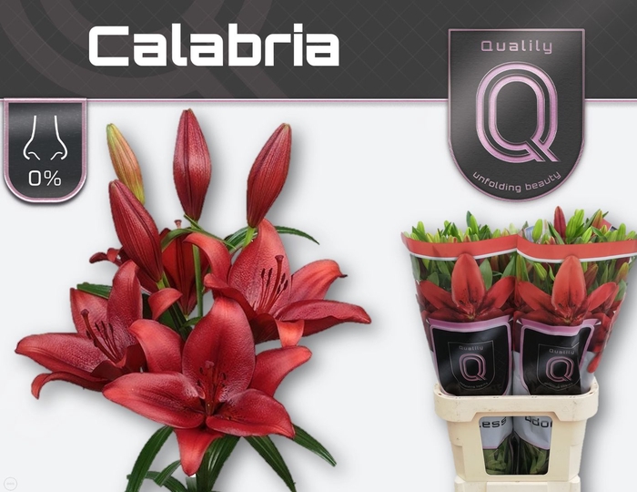 <h4>Li La Calabria 4+ Bredefleur</h4>