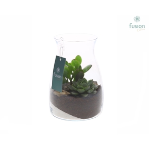 Glazen vaas karaf met succulenten