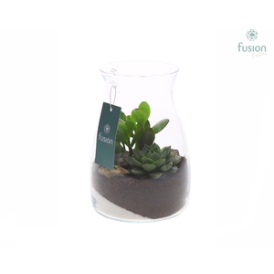 Glazen vaas karaf met succulenten