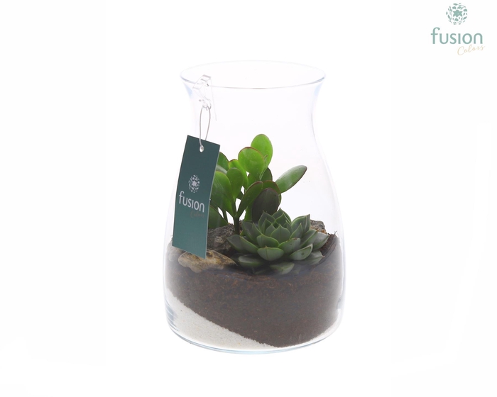 <h4>Glazen vaas karaf met succulenten</h4>