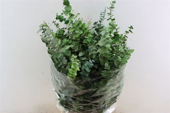 <h4>Pres Euca Stuartiana Green Bright Bunch</h4>