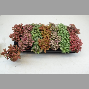 Fittonia   ...mix 7