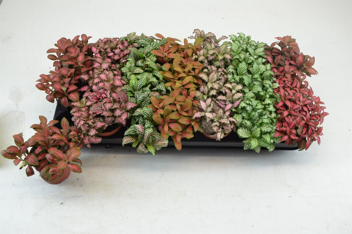 <h4>Fittonia   ...mix 7</h4>