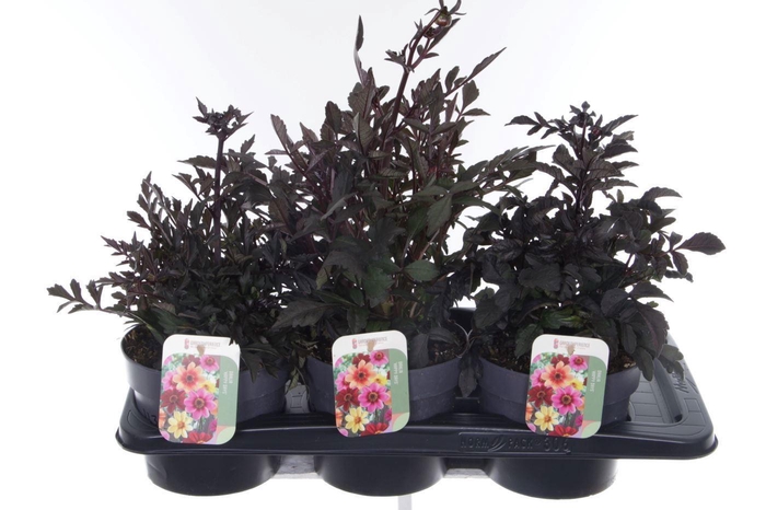 <h4>Dahlia Happy Days mix</h4>