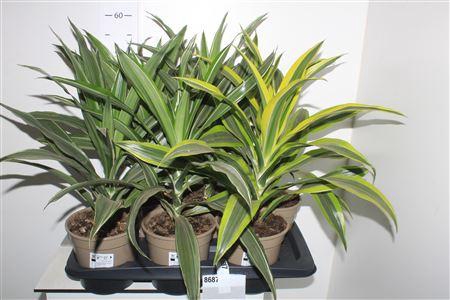 <h4>Dra Gem Kopstek</h4>