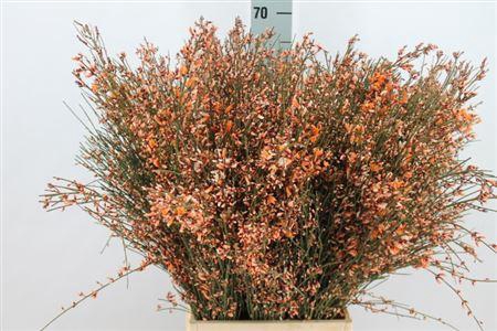 <h4>Ginster Oranje 400 Gram</h4>