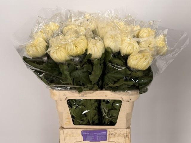 <h4>CHR G VIENNA WHITE</h4>