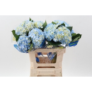 Hydr Blue Select
