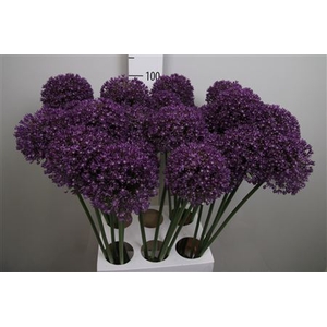 Allium Ambassador