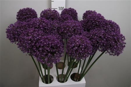 <h4>Allium Ambassador</h4>