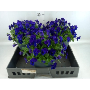 Viola corn. 'Evo Mini True Blue'