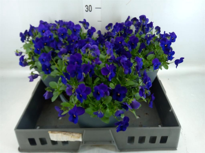 <h4>Viola corn. 'Evo Mini True Blue'</h4>