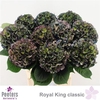Hydr Cl M Royal King