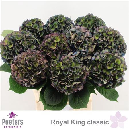 Hydr Cl M Royal King