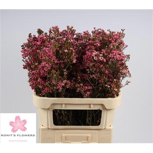 CHAME SARAHS DELIGHT