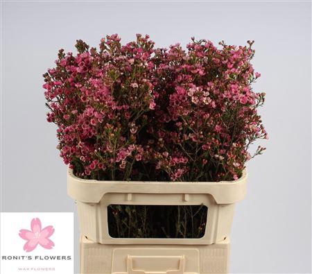 <h4>CHAME SARAHS DELIGHT</h4>