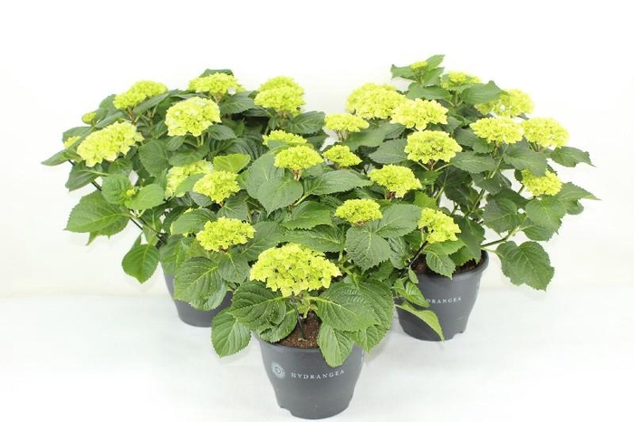 Hydrangea Macrophylla gemengd Roze,blauw en wit  10+ kop