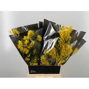 ACACIA BAILEYA BL BS