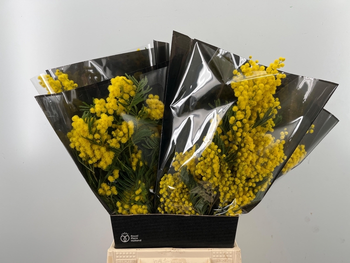 <h4>ACACIA BAILEYA BL BS</h4>