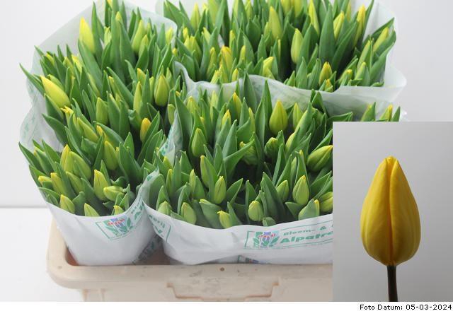 <h4>TU EN STRONG GOLD</h4>