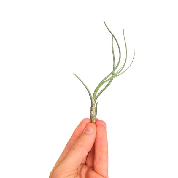 <h4>Tillandsia Butzii bonsai (baby)</h4>