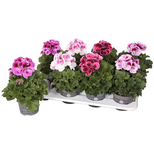 <h4>Pelg. Bella Donna mix tray 12cm</h4>