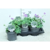 Geranium Rozanne