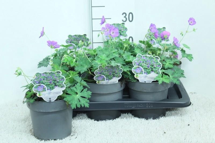 Geranium Rozanne