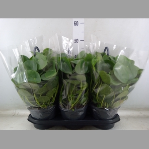 Pilea peperomoides