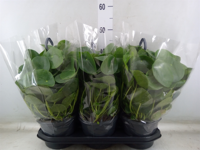 <h4>Pilea peperomoides</h4>