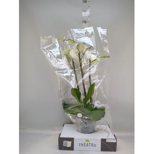 Phalaenopsis   ...white