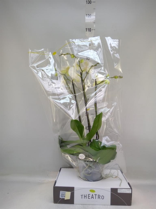 <h4>Phalaenopsis   ...white</h4>