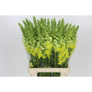Antirrhinum Potomac Geel