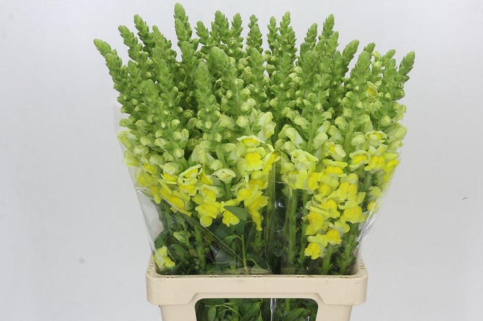 <h4>Antirrhinum Potomac Geel</h4>