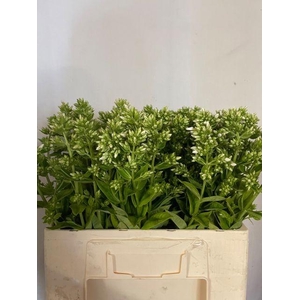 Phlox P Icecap