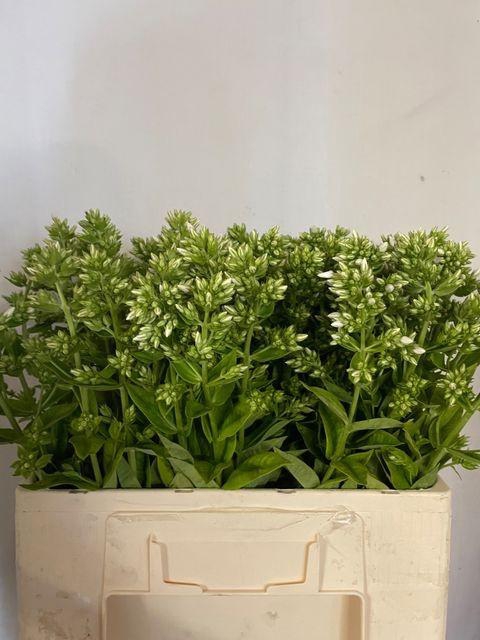 <h4>Phlox P Icecap</h4>