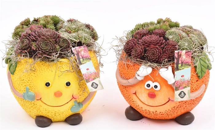<h4>Arr. Sempervivum L%</h4>
