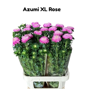 CALLIS AZUMI XL PINK