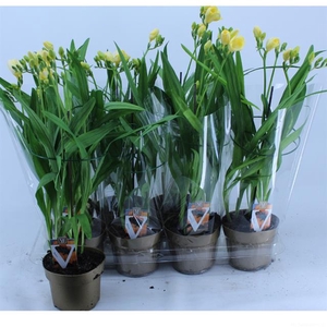 Freesia Poney 13Ø 50cm